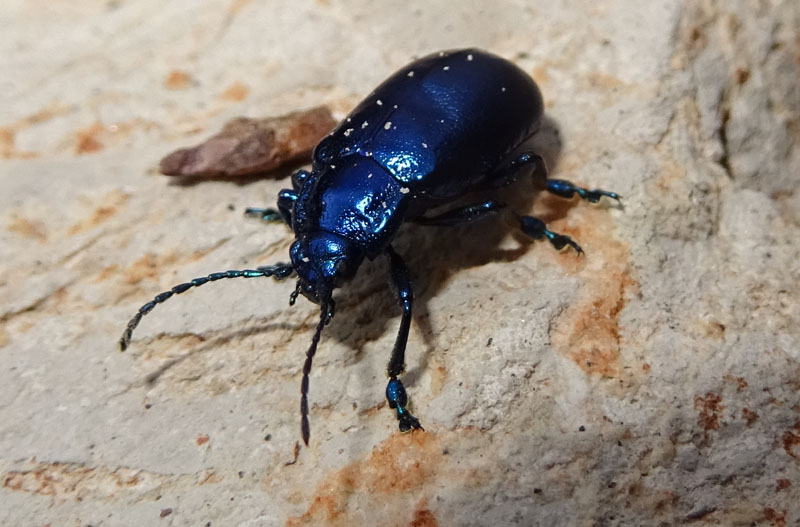 Oreina cacaliae tristis (cfr.), Chrysomelidae